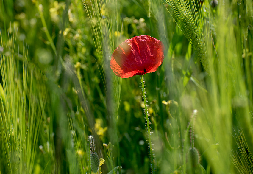 Normandie 05 - 2016_KA79576-1 Kopie.jpg